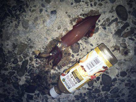 ケンサキやや渋かった