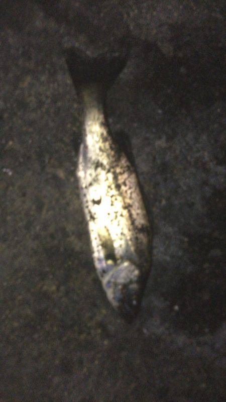 シーバスゲーム