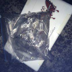 ケンサキとアオリがぽつぽつ