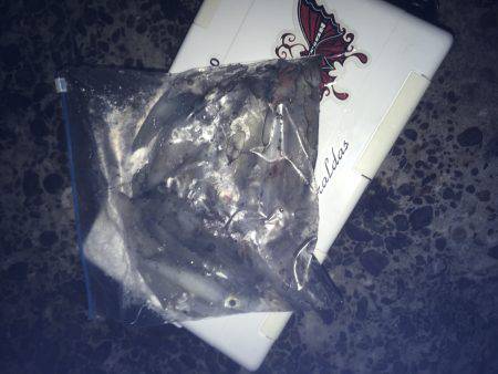 ケンサキとアオリがぽつぽつ