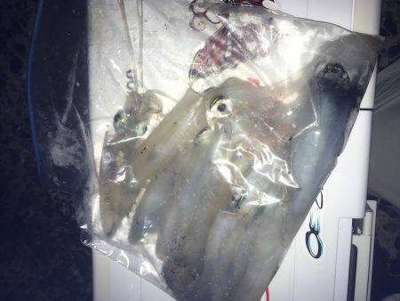 初めてのケンサキ