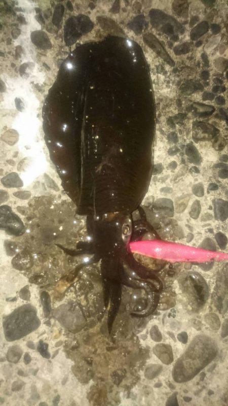 風があるけど出動