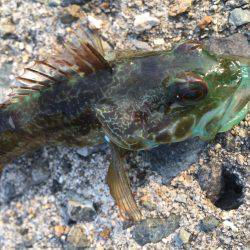 ライトゲームで癒されてきました。