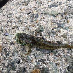 ライトゲームして来ました。