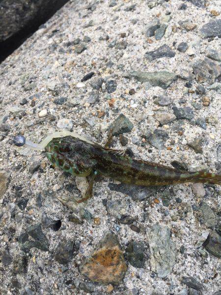 ライトゲームして来ました。