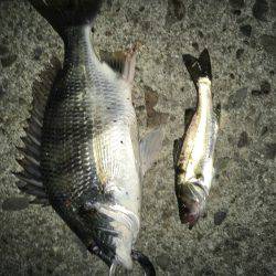 音漏れフィッシング