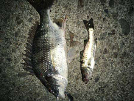 音漏れフィッシング