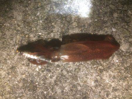 人混み、イカ空き