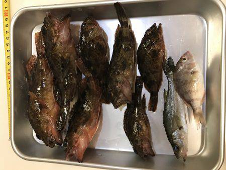 室津漁港で夜釣り