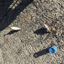 平磯海釣り公園にてサビキ