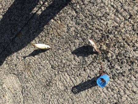 平磯海釣り公園にてサビキ