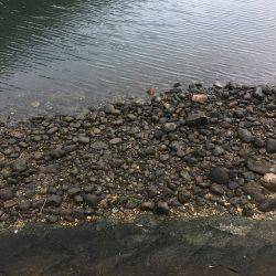 久々のチヌポップ