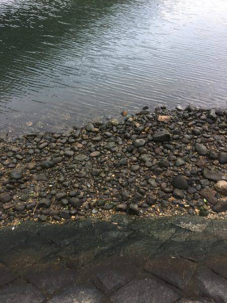 久々のチヌポップ