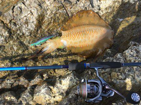 真夏のエギング