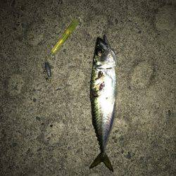 タチウオを求めて1