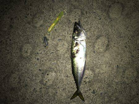 タチウオを求めて1