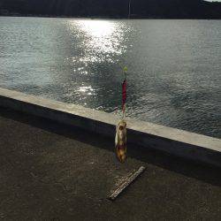 サビキMyブーム