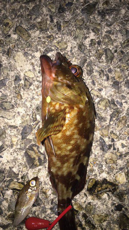 室津漁港夜釣り