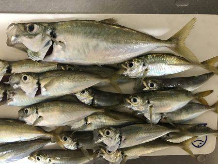 チラホラ良いサイズのアジ