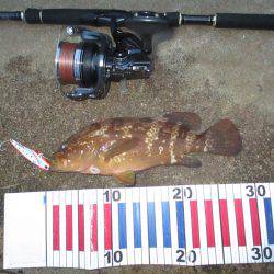 シーバス釣行の外道…