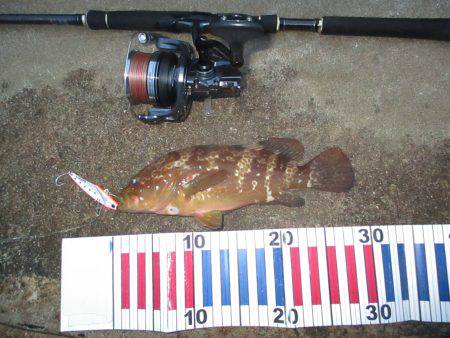 シーバス釣行の外道…