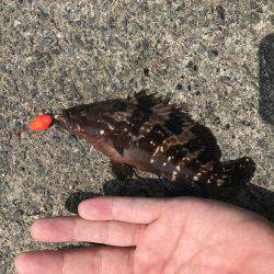 社会アジ狙いで…