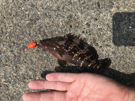 社会アジ狙いで…