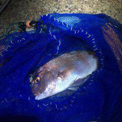 陸っぱりで真鯛