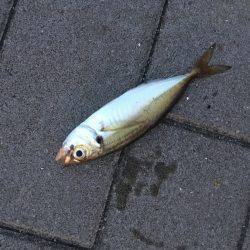 根魚