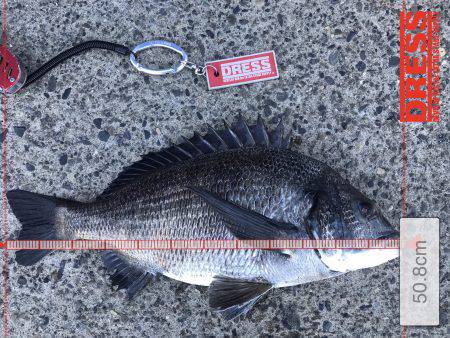 50UPキタ〜〜╭( ･ㅂ･)و ̑̑ ｸﾞｯ !