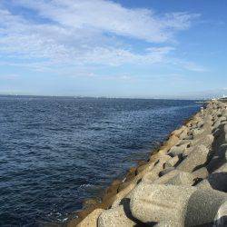 タコにもジアイがあるの？