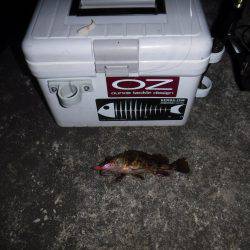 ガシラを求めて‼️