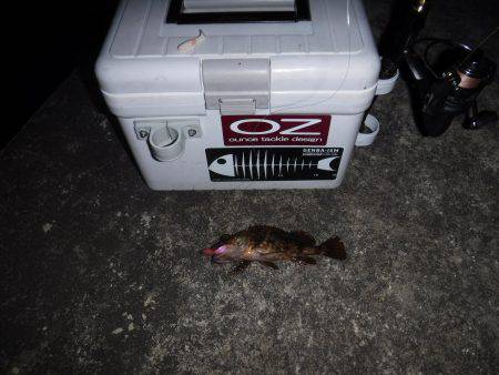 ガシラを求めて‼️