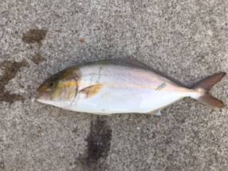 ショアジギング