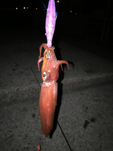 ちょっと寄り道ケンサキ