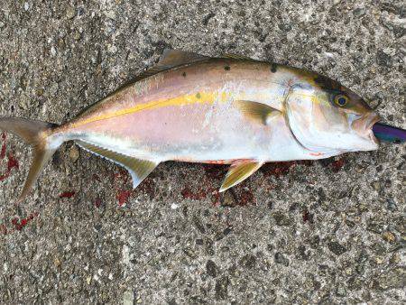 カンパチ食べたい