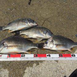 キビレばっかり！