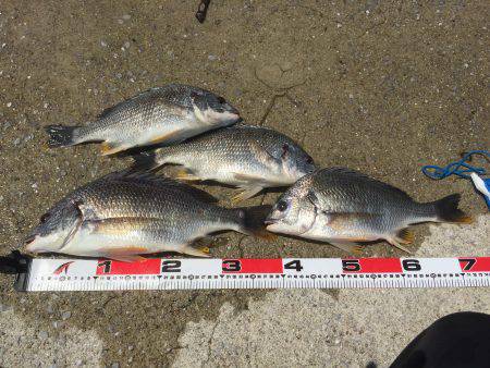 キビレばっかり！