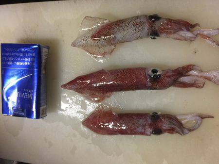 今年初のケンサキイカ