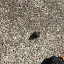 三たび目井津港で豆アジ