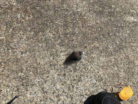 三たび目井津港で豆アジ