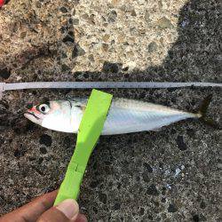 アジ、サバ、イワシ