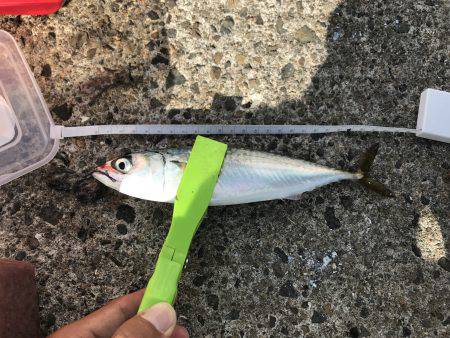 アジ、サバ、イワシ