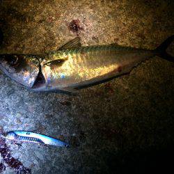 ケンサキ狙いのはずが…