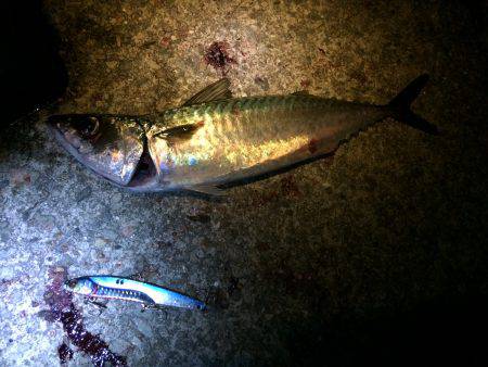 ケンサキ狙いのはずが…