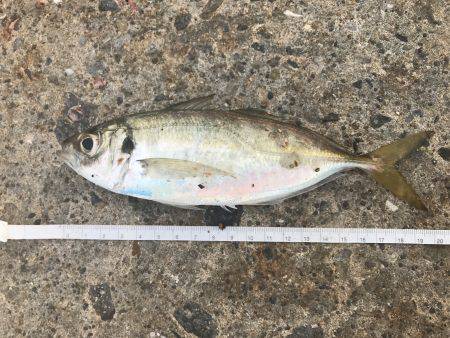 アジ51匹、サバ5匹、イワシ1匹