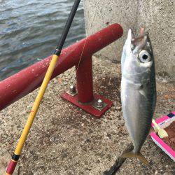 甲子園と釣りのハシゴ