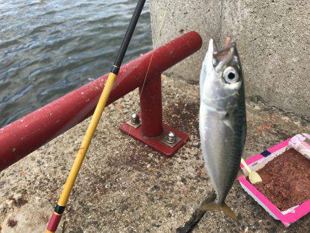 甲子園と釣りのハシゴ