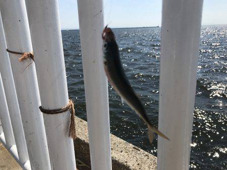 アジ53匹、サバ3匹、イワシ3匹