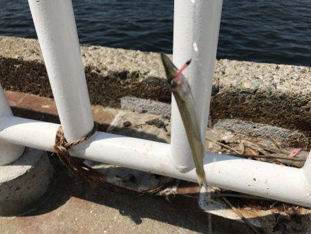 アジ22匹、サバ3匹、イワシ1匹、サヨリ1…